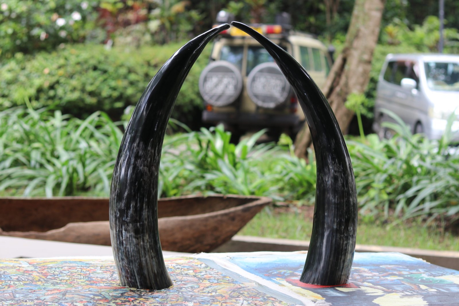 Ugandan Cow Horns